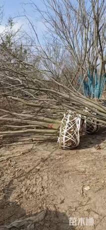 70公分(6杆)丛生朴树