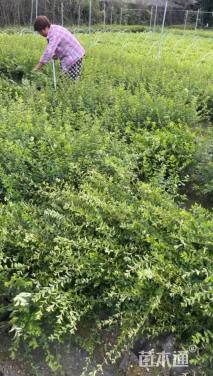 高度40厘米小叶女贞