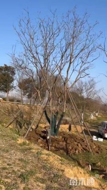 40公分(5杆)丛生黄连木