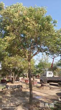 高度300厘米黄杨