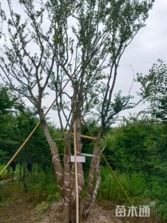 100公分丛生朴树