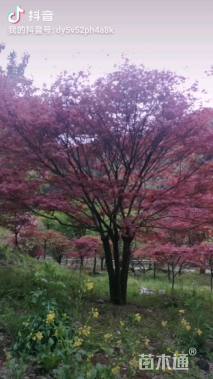 高度600厘米丛生红枫