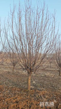 15公分北美海棠