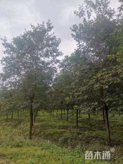 14公分黄花风铃木