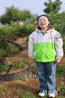 高度200厘米黑松