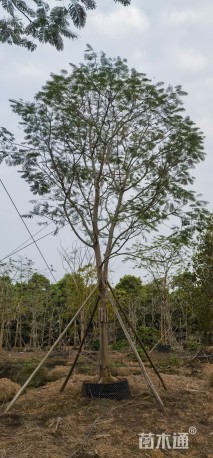 24公分凤凰木