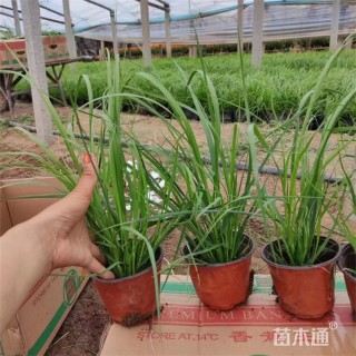 高度45厘米矮蒲苇