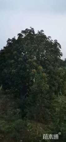 高度400厘米中华石楠