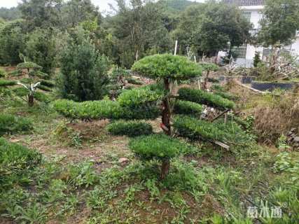 容器苗造型罗汉松