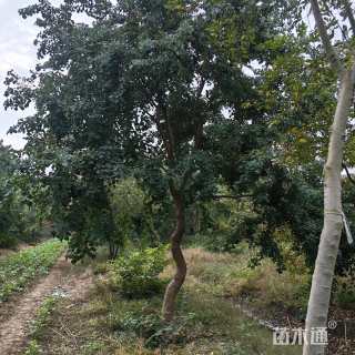 20公分造型乌桕