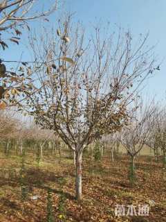 14公分日本晚樱