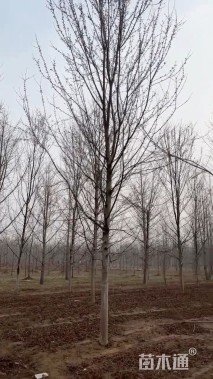 14公分美国红枫