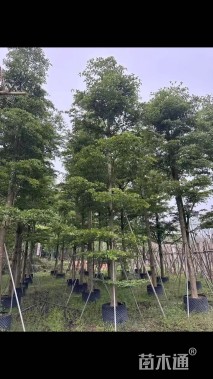 20公分小叶榄仁