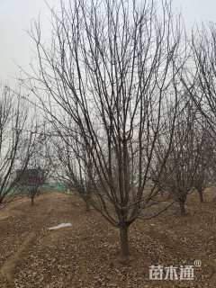 17公分西府海棠