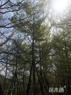 14公分小叶榄仁