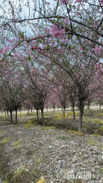 10公分垂丝海棠