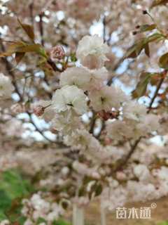 19公分普贤象樱花