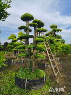 15公分造型小叶女贞