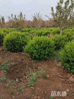 冠幅60厘米卫矛球