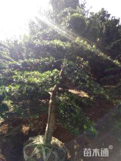 12公分造型罗汉松