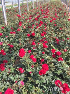 高度40厘米月季