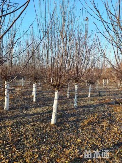 12公分绚丽海棠