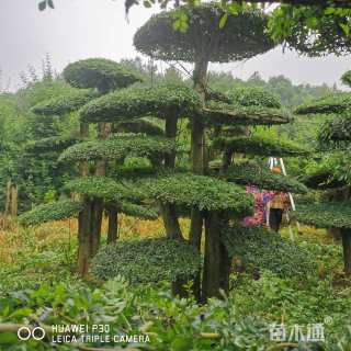 40公分对节白蜡