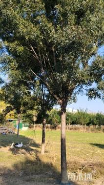 18公分秋紫白蜡