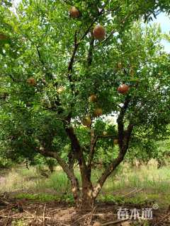 高度280厘米丛生石榴