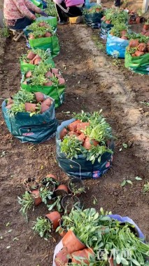 高度16厘米金鸡菊