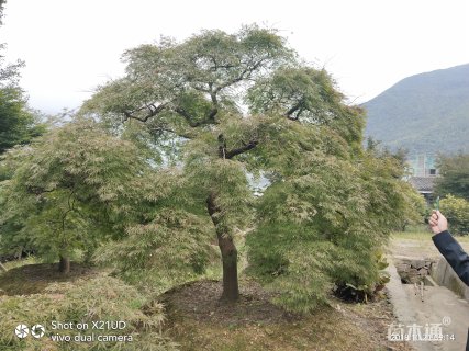 高度400厘米羽毛枫