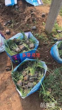 高度30厘米马兰头