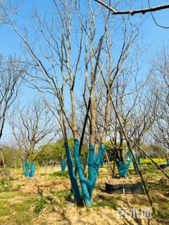 50公分(5杆)丛生乌桕