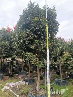 高度200厘米四季茶花