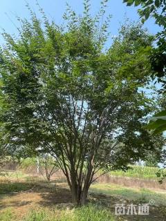 30公分丛生榉树