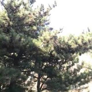 高度150厘米油松