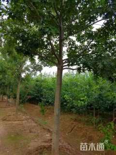 15公分美国红枫