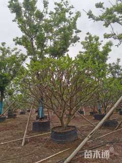 12公分红花鸡蛋花