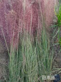 粉黛乱子草种子