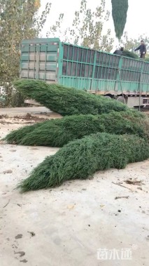 高度400厘米塔柏