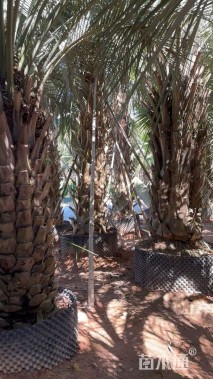 裸干高200厘米布迪椰子