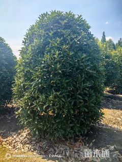 高度700厘米丛生桂花