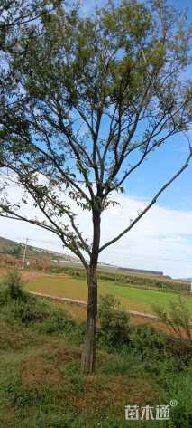 25公分朴树