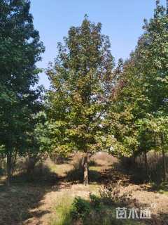 14公分北美枫香