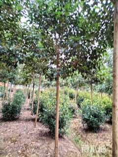 12公分大叶女贞