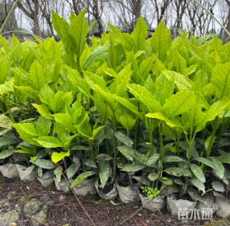 高度35厘米洒金珊瑚