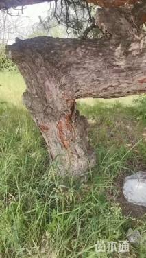 高度350厘米黑松