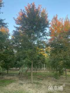 12公分美国红枫