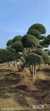 3公分造型小叶女贞