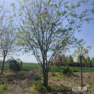 高度600厘米(5杆)丛生国槐